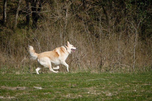 White red half breed shepherd dog runs on green grass in field and plays