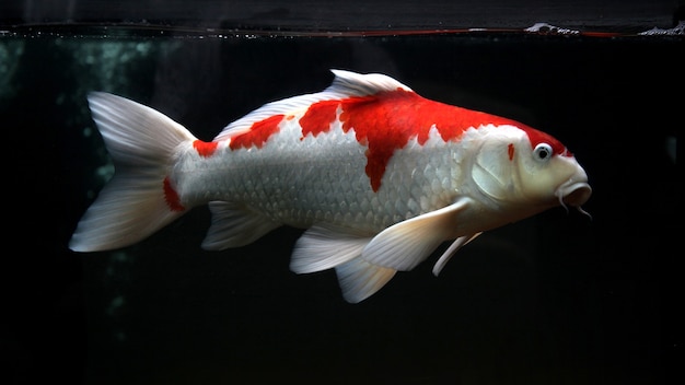 White red koi fish isolated on black background