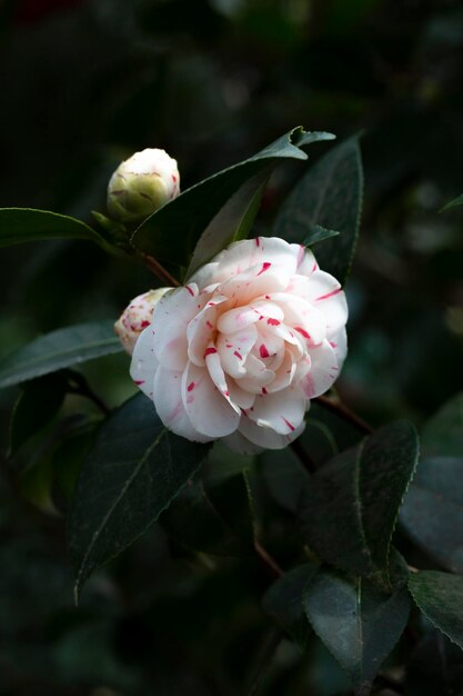 White red perfect camellia flower in full bloom close up macro