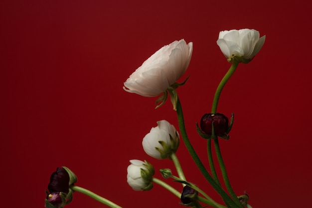 White and red ranunculus flowers  