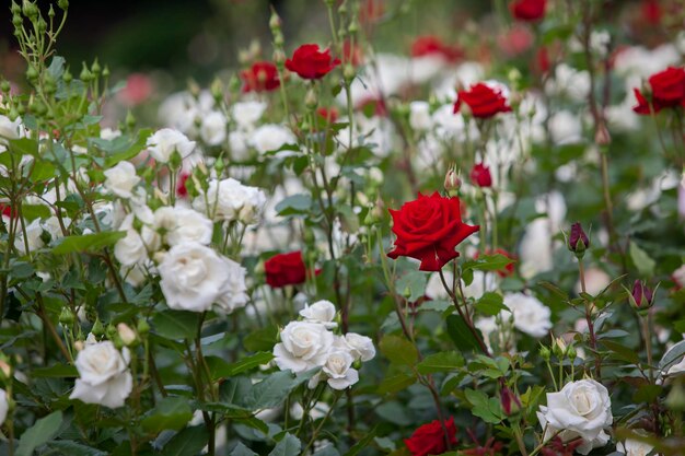 White and red roses blooming in park