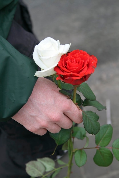 White and red roses in a man hand mourning scenario with flowers