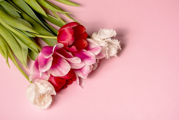 White and red tulips on pink