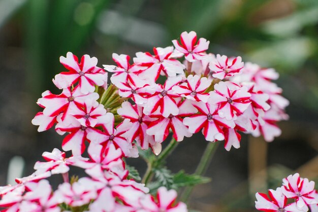 夏に庭に咲く白い赤いバーベナの花