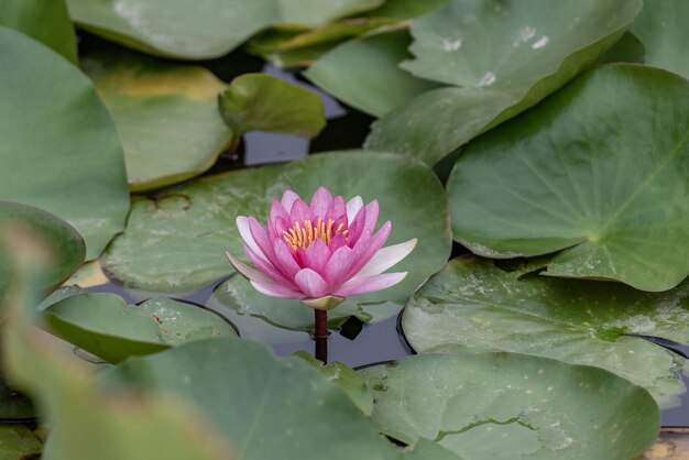 White or red water lilies in the water