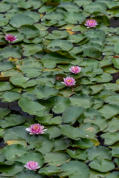 White or red water lilies in the water