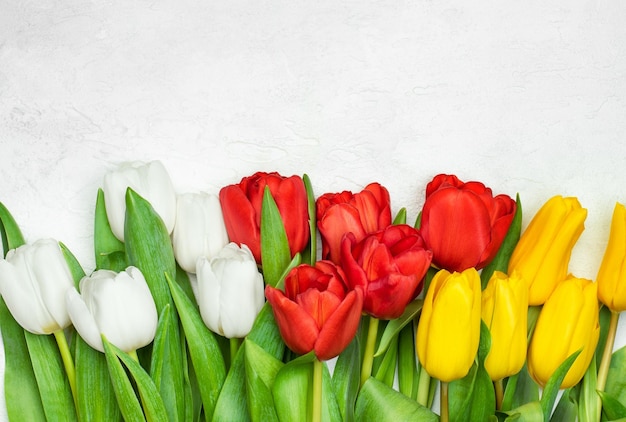 White red and yellow tulips on a light concrete background