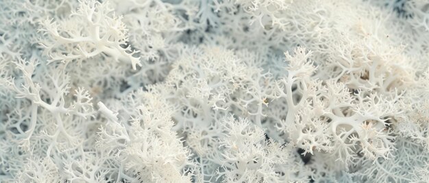 White reindeer moss nature background