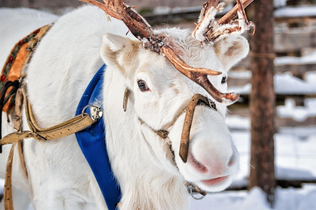 White Reindeer in winter farm in Rovaniemi, Lapland, Northern Finland