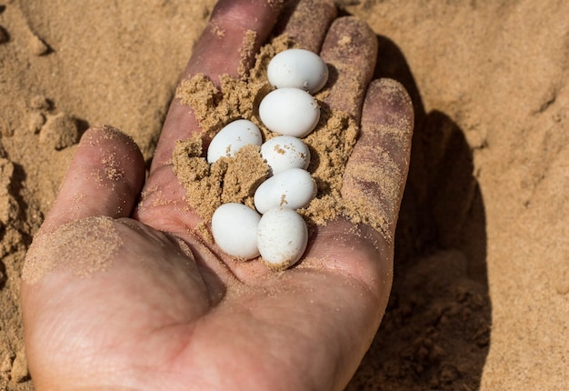 White reptile eggs in a dirty female hand.