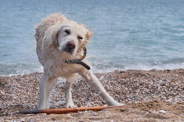 ビーチで白いレトリーバー犬