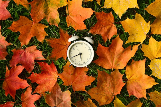 Photo white retro alarm clock lies in the center of fallen colored maple leaves on the green grass