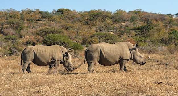 White rhino and calf walking and grazing