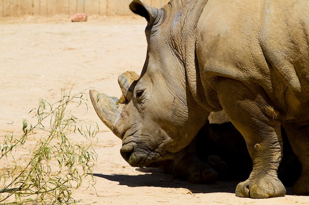 シロサイ（Ceratotherium simum）