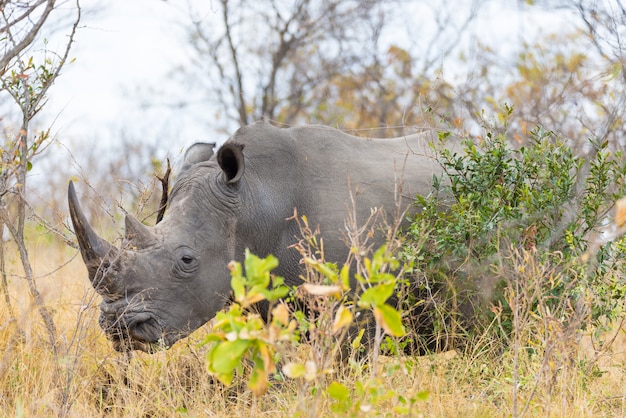 White Rhino close up and portrait with details of the horns