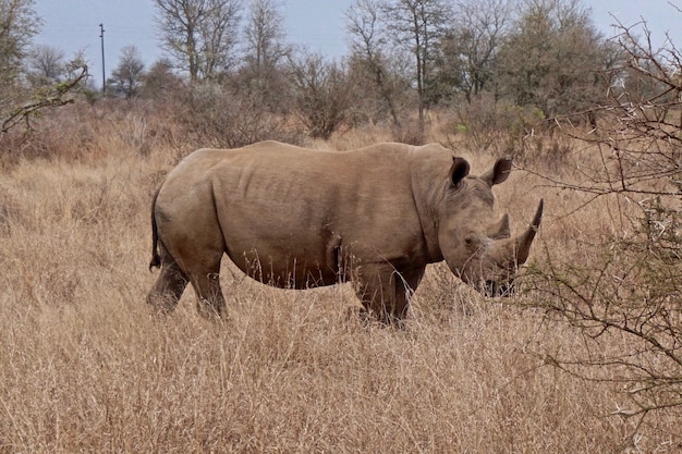 Белый носорог в национальном парке Крюгера - Южная Африка