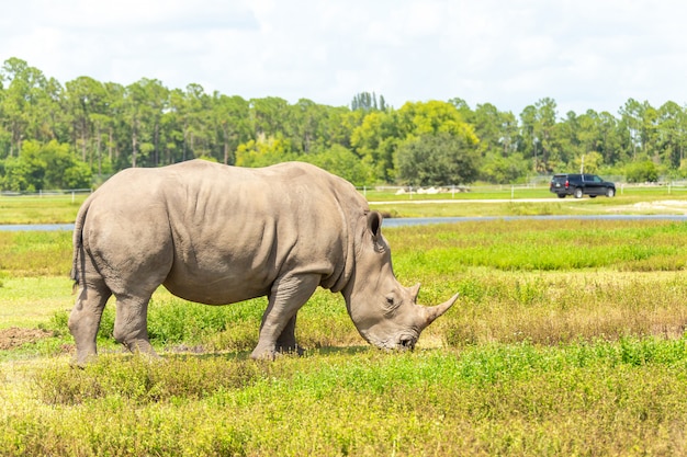 White rhino, rhinoceros walkinggreen grass