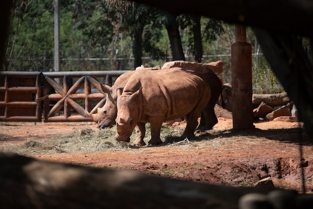 Rinoceronte bianco nello zoo