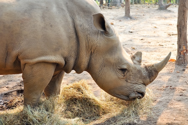 Photo white rhino