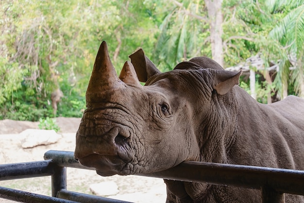 White Rhino