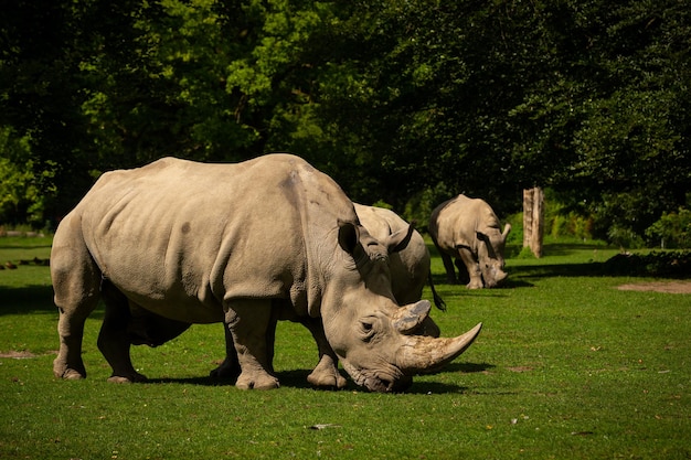 White rhinoceros in the beautiful nature looking habitat wild\
animals in captivity prehistoric and endangered species in zoo