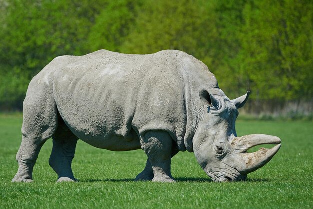 写真 シロサイ ceratotherium simum