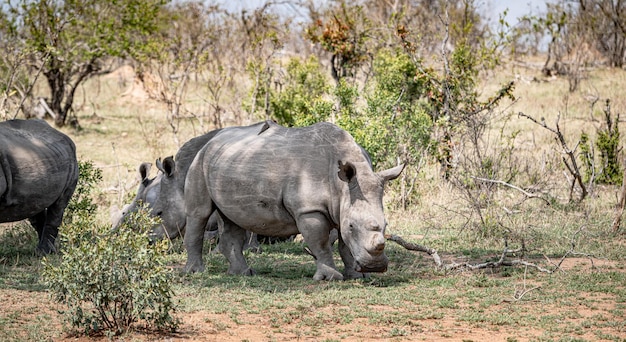 White Rhinoceros Ceratotherium Simum