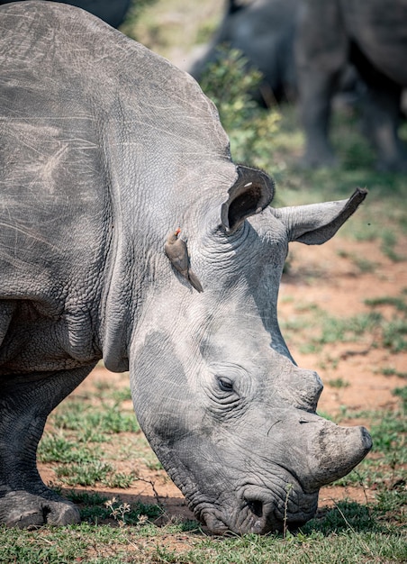 Rinoceronte bianco ceratotherium simum