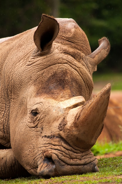 Photo white  rhinoceros closeup