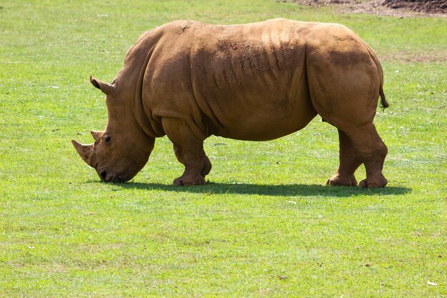 White rhinoceros endangered species Conservation of animals Ceratotherium simun