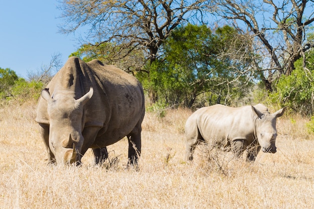 White rhinoceros female with puppy, from HluhluweÃ¢ÂÂImfolozi Park, South Africa. African wildlife. Ceratotherium simum