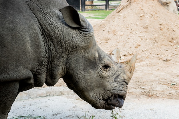 白いRhinocerosは絶滅危惧種です。