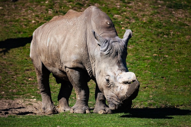 Фото Белый носорог млекопитающие и млекопитающие сухопутный мир и фауна животный мир и зоология
