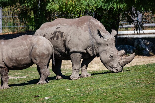 White rhinoceros Mammal and mammals Land world and fauna Wildlife and zoology