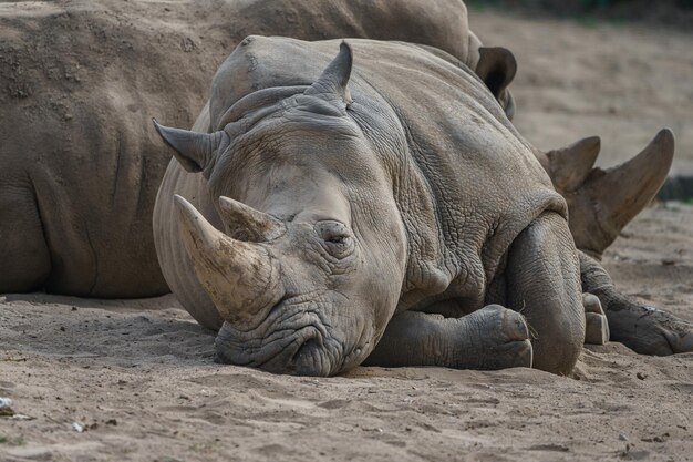 Photo white rhinoceros