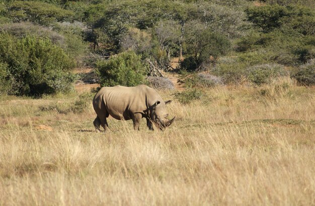 Photo white rhinoceros