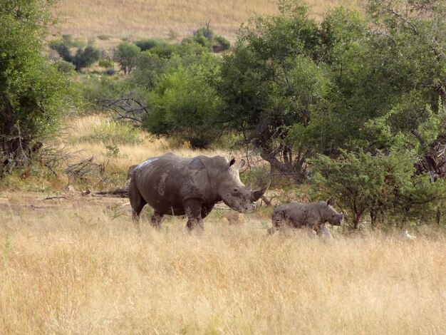 Photo white rhinoceros