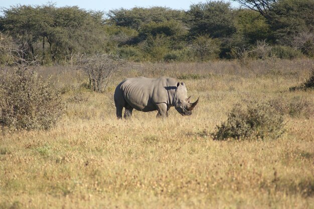 Photo white rhinoceros