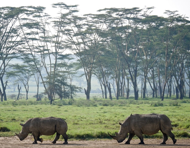 Rinoceronti bianchi nel lago nakuru - kenya