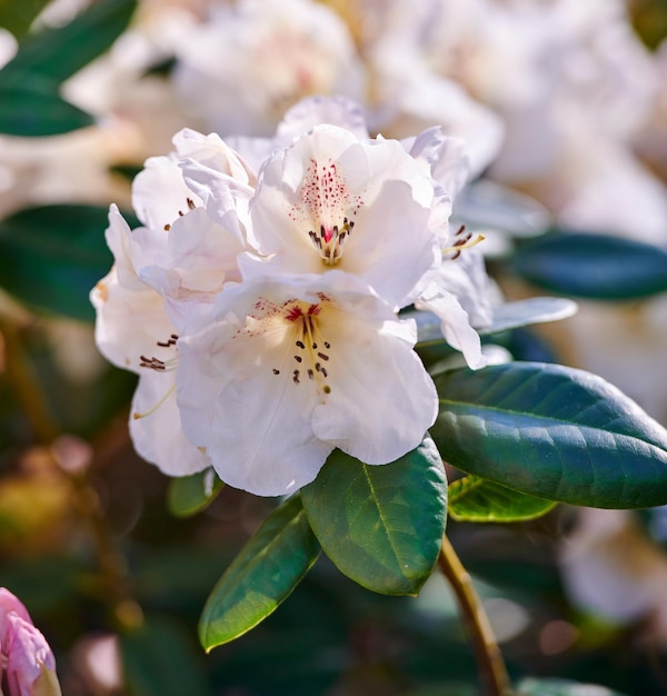 白いシャクナゲ白いシャクナゲの花