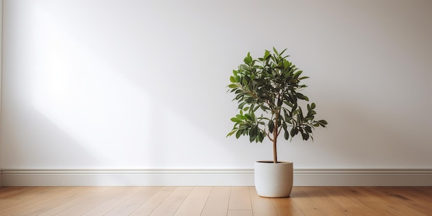 A white room with a plant in it