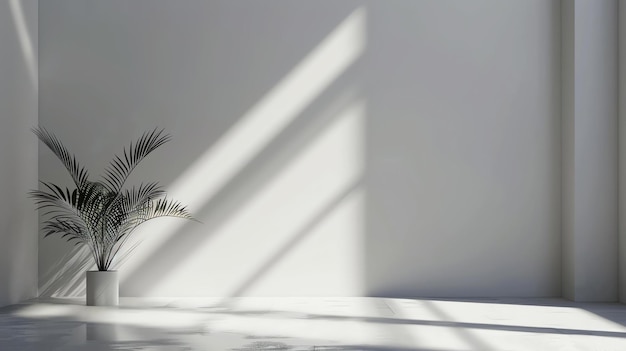 White room with a potted palm tree in the corner The sunlight is shining through the window and creating shadows on the wall