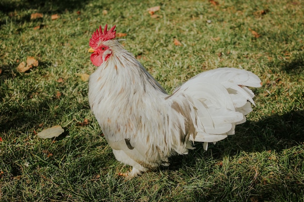 White rooster in the gra
ss