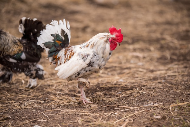 White rooster outside in the village on nature