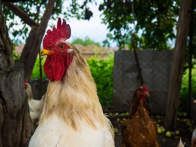 White rooster, proud rooster in the hen house on the farm