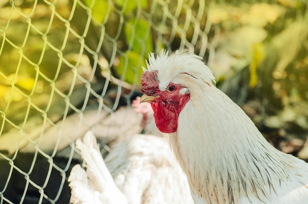 伝統的な放し飼いの農場でフィールドファームチキンを歩く白いオンドリ