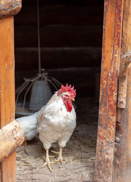 Un gallo bianco con una cresta rossa in una penna di legno. allevamento di polli. casalingo.