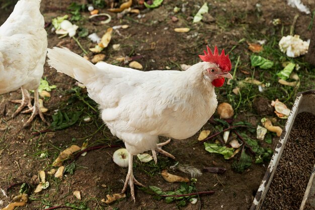 Gallo bianco nel cortile. uccello domestico. avvicinamento.