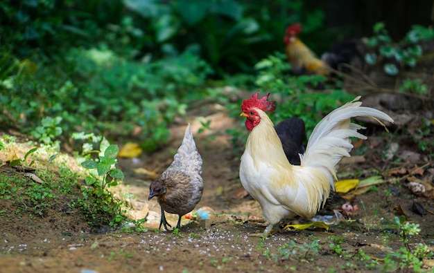 white roosters 