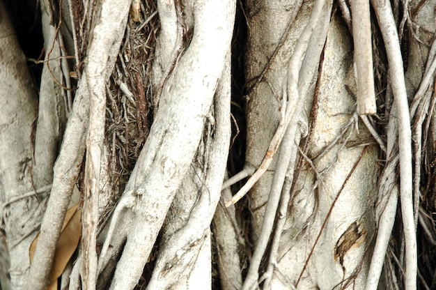 Белый корень мангрового дерева
